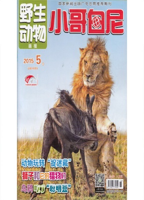 小哥白尼野生动物